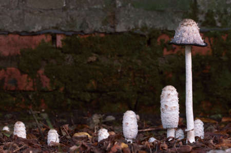 Coprinus comatus mushrooms, close up shot