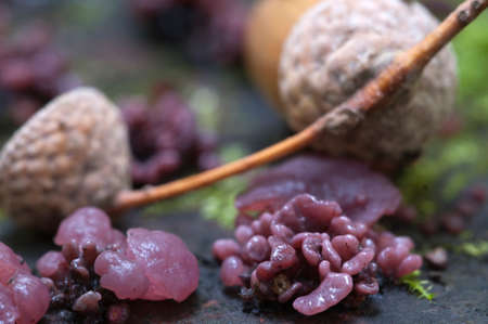 Ascocoryne sarcoides mushrooms on an old stumpの写真素材