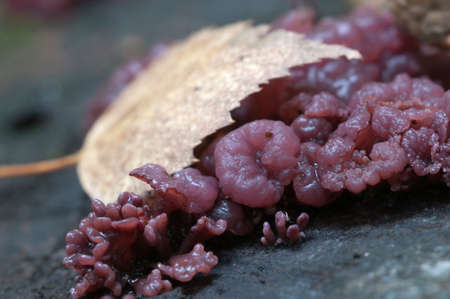 Ascocoryne sarcoides mushrooms on an old stumpの写真素材