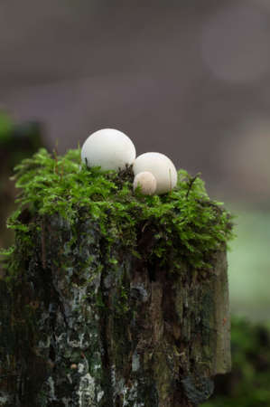 Puffball mushrooms on a stump - Lycoperdon pyriforme in a mossの写真素材