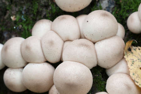 Puffball mushrooms on a stump - Lycoperdon pyriforme in a mossの写真素材