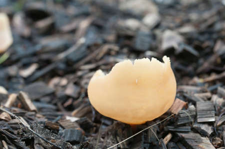 Peziza varia ascomycete fungus, close up shot, local focus
