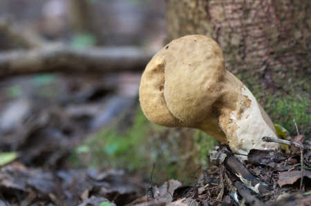 Calvatia excipuliformis mushruum in a forest, close up