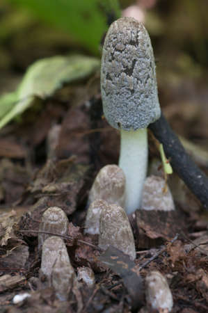 Coprinus cinereus mushrooms, close up shotの写真素材