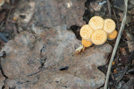 Crucibulum laeve mushrooms on the autumn leaves