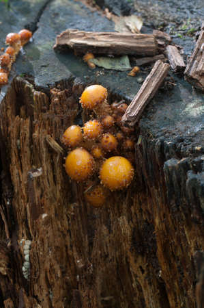 Pholiota aurivella mushroom on an old stump