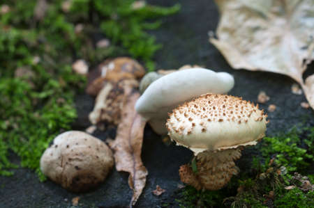Pholiota squarrosa mushroom on an old stump