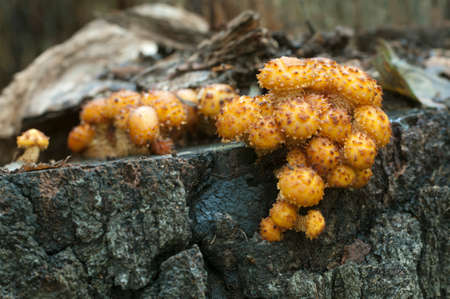 Pholiota aurivella mushroom on an old stump