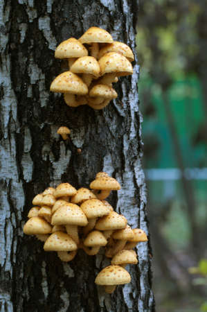 Pholiota aurivella mushroom on an old stump