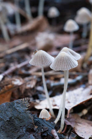 Mushrooms (Coprinus disseminatus) on a stump in a green moss