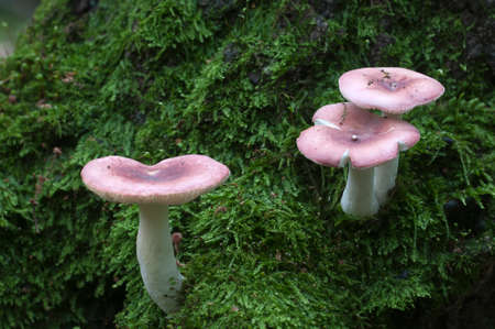 Russula mushrooms on an old stump