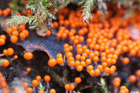 Mushrooms (slime mould Trichia decipiens )  on an old stumpの写真素材