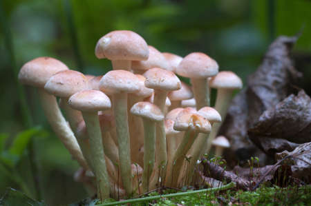 Hypholoma lateritium or brick cap, is considered inedible in Europe and edible in USA and Japan