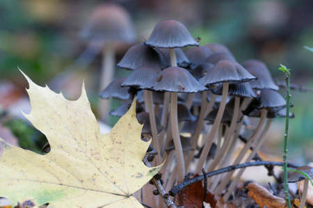 Coprinus atramentarius mushrooms, close up shotの写真素材