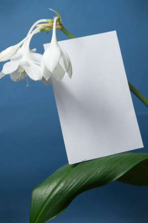 Eucharis grandiflora (Amazom lily) flowers on a blue backgroundの写真素材