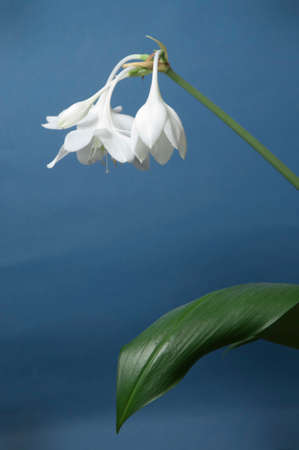Eucharis grandiflora (Amazom lily) flowers on a blue background