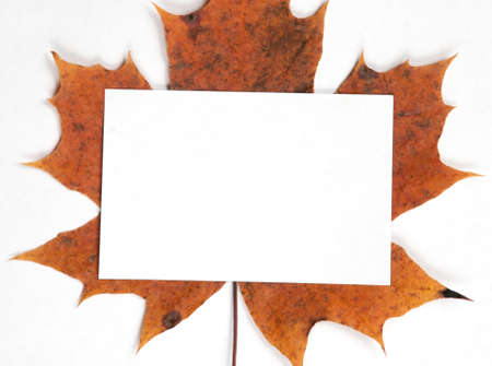 Autumn leaf frame with place for text, backgroundの写真素材