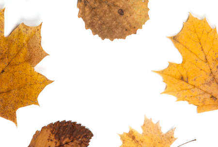 Autumn leaf frame with place for text, backgroundの写真素材