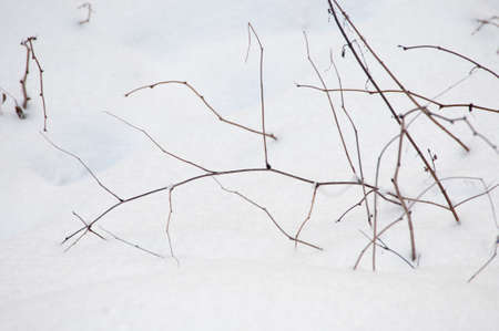Bush branches and snow in winter forest, close upの写真素材