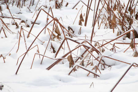 Dry grass and snow in winter forest, close upの写真素材