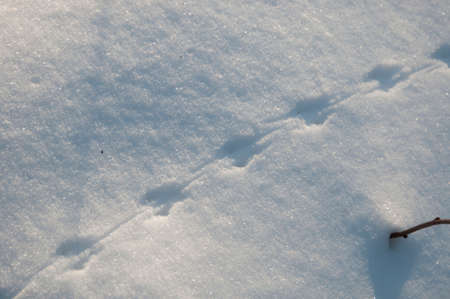 Field mouse trace on snow, close up shotの写真素材