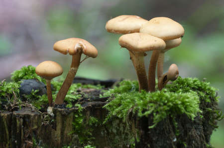 Sheathed woodtuft on an old stump