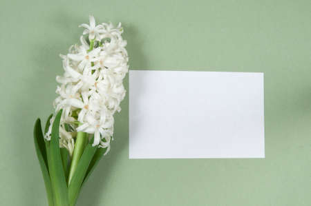 Hyacinth flowers and place for text, holiday postcardの写真素材