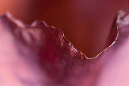 Iris flower fragment macro shot local focusの写真素材