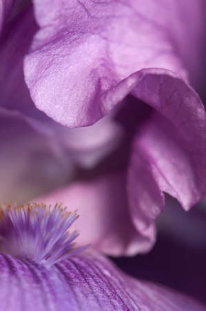 Iris flower fragment macro shot local focusの写真素材