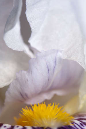 Iris flower fragment macro shot local focusの写真素材