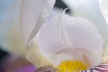 Iris flower fragment macro shot local focus