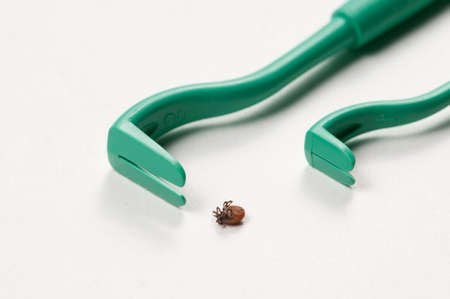 Mite and tick extractor tool macro shotの写真素材
