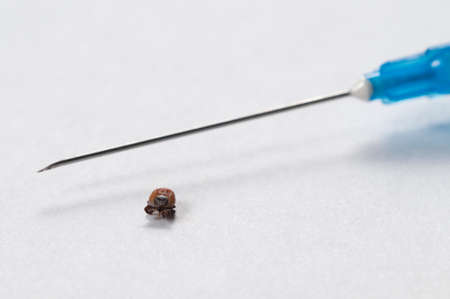 Mite and syringe tool macro shot local focusの写真素材