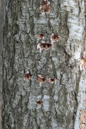 Woodpecker holes in the old dry dead treeの写真素材
