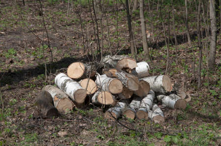Stack of wood in a forest close up shotの写真素材