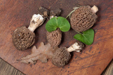 Morel fungus close up shot, local focus