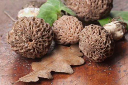 Morel fungus close up shot, local focus