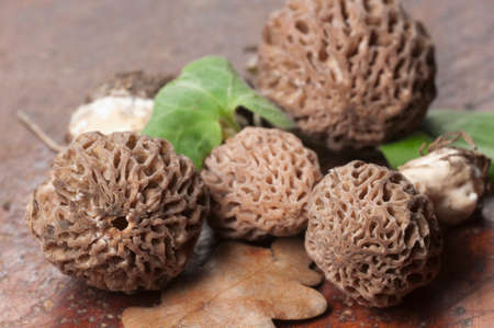 Morel fungus close up shot, local focusの写真素材