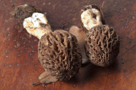 Morel fungus close up shot, local focusの写真素材