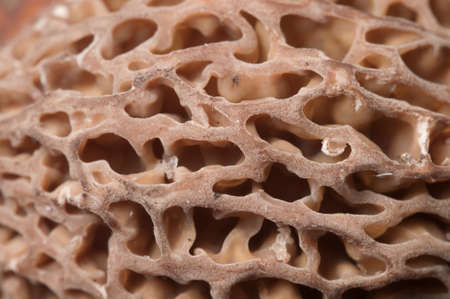 Morel fungus close up shot, local focusの写真素材
