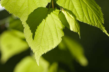 Green leaves in a clear sunlight close up
