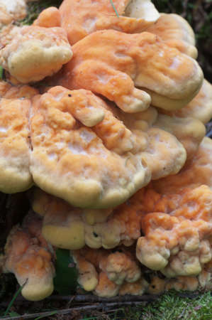 Chicken of the woods (Laetiporus sulphureus), closeupの写真素材