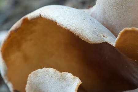 Peziza repanda ascomycete fungus, close up shot, local focus
