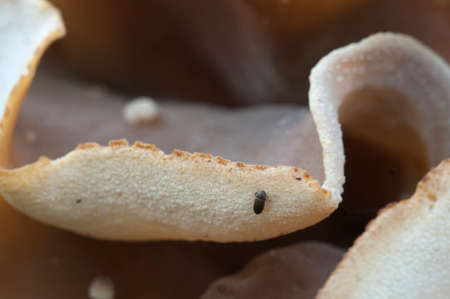 Peziza repanda ascomycete fungus, close up shot, local focus