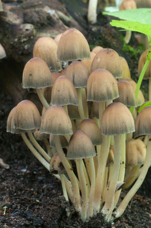 Coprinus micaceus mushroom near the tree, close up