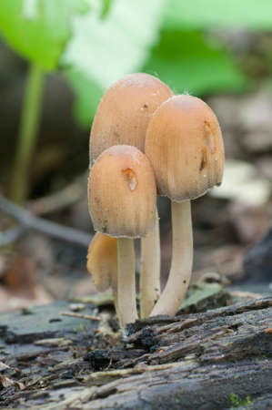 Coprinus micaceus mushroom near the tree, close upの写真素材
