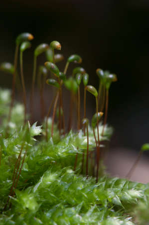 Moss (Hypnum cupressiforme) close up shot local focus