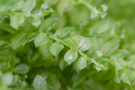 Moss (Tetraphis pellucida) close up shot local focus