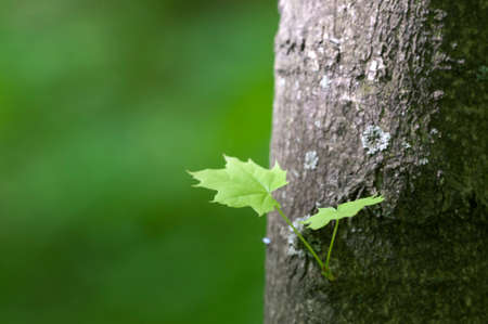 Small sprout on maple trunk, close up shotの写真素材
