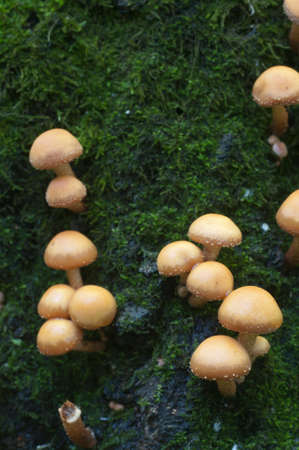 Mushrooms on an old stump close upの写真素材